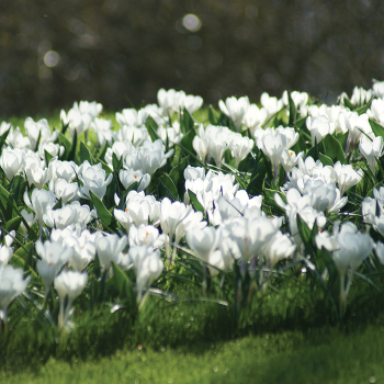 Crocus, Jeanne D'Arc, Pack of 24 Crocus, Jeanne D'Arc, Pack of 24