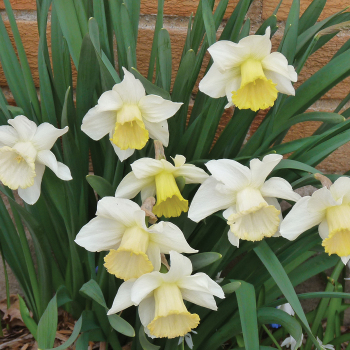Daffodil, Mount Hood, Pack of 6 Daffodil, Mount Hood, Pack of 6