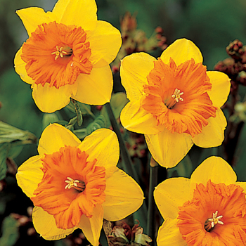 Daffodil, Fortissimo, Pack of 6 Daffodil, Fortissimo, Pack of 6