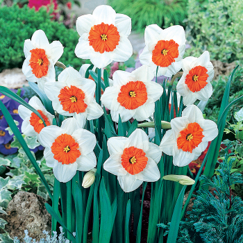 Daffodil, Professor Einstein, Pack of 6 Daffodil, Professor Einstein, Pack of 6