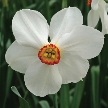 Daffodil, Actaea, Pack of 6 Daffodil, Actaea, Pack of 6