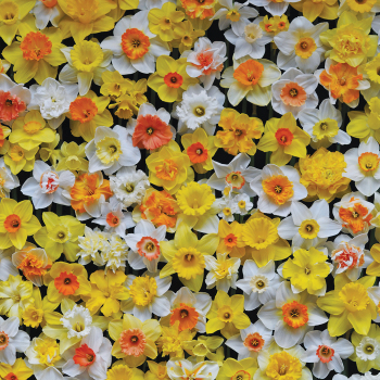 Daffodil, The 100 Mix, Pack of 24