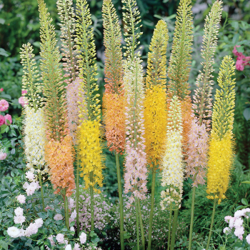 Foxtail Lily, Spring Valley Premium Mix, Pack of 3