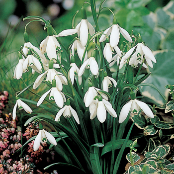 Snowdrops, Pack of 12 Snowdrops, Pack of 12