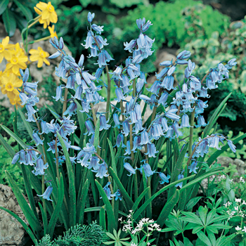 Bluebells, English, Pack of 12 Bluebells, English, Pack of 12
