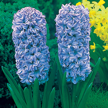 Hyacinth, Delft Blue, Pack of 6 Hyacinth, Delft Blue, Pack of 6