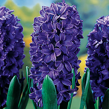 Hyacinth, Peter Stuyvesant, Pack of 6 Hyacinth, Peter Stuyvesant, Pack of 6