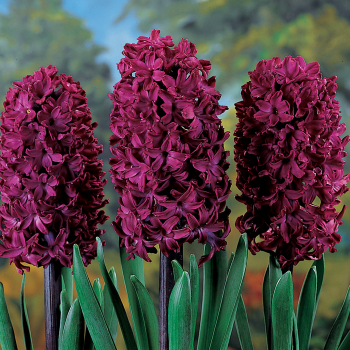 Hyacinth, Woodstock, Pack of 6 Hyacinth, Woodstock, Pack of 6
