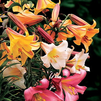 Lily, Trumpet Mix, Pack of 6 Lily, Trumpet Mix, Pack of 6
