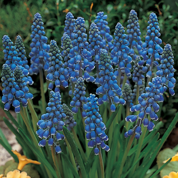 Grape Hyacinth, Armeniacum, Pack of 24