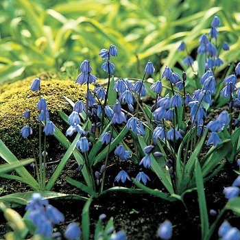 Scilla, Pack of 24 Scilla, Pack of 24