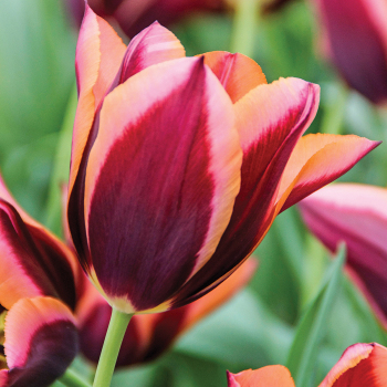 Tulip, Muvota, Pack of 6 Tulip, Muvota, Pack of 6