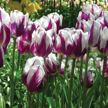 Tulip, Zurel, Pack of 6 Tulip, Zurel, Pack of 6