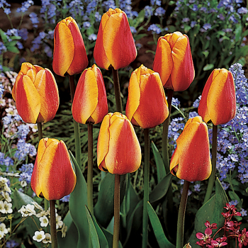 Tulip, Apeldoorn's Elite, Pack of 6 Tulip, Apeldoorn's Elite, Pack of 6