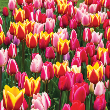 Tulip, Long Lasting Giants Blend, Pack of 25