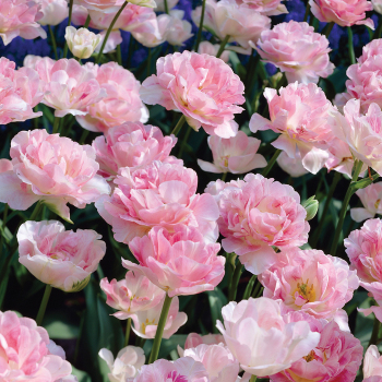 Tulip, Angelique, Pack of 6 Tulip, Angelique, Pack of 6