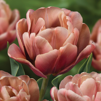 Tulip La Belle Epoque