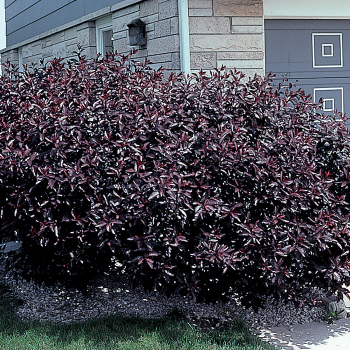 Purple Leaf Sand Cherry