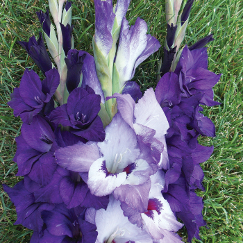 Blue And Purple Gladiolus