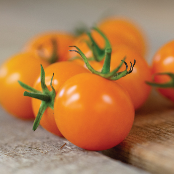 SunSugar Hybrid Tomato