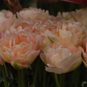 Tulip, Apricot Angelique, Pack of 6 Tulip, Apricot Angelique, Pack of 6