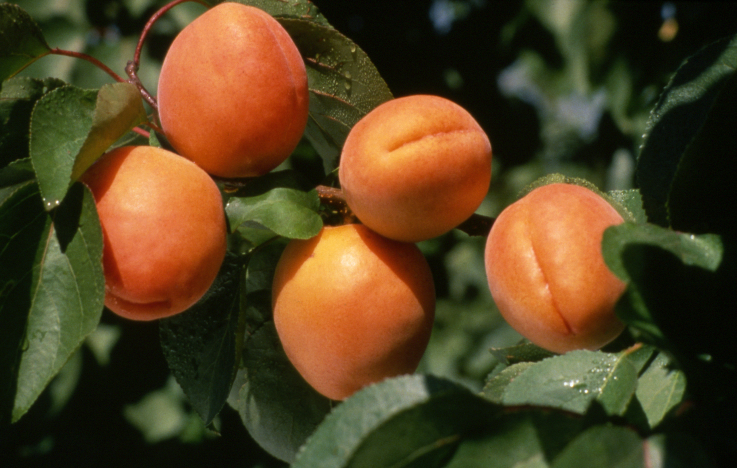 Chinese Apricot
