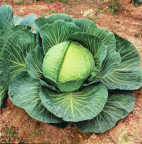 Kk Cross Hybrid Cabbage