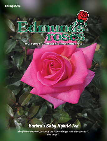 Spring 2026 Edmunds' Roses Catalog