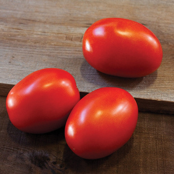 Daytona Hybrid Tomato