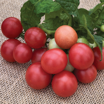Rosy Finch Tomato