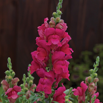 Candy Tops Rose Hybrid Snapdragon