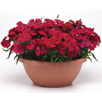 Dianthus Coronet™ Cherry Red Hybrid