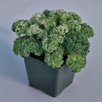 Yokohama White Hybrid Kale