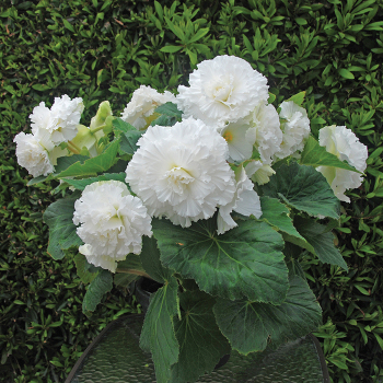 Begonia Amerihybrid® Ruffled White