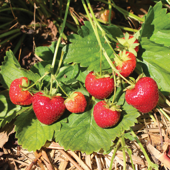 Evie-2 Everbearing Strawberry