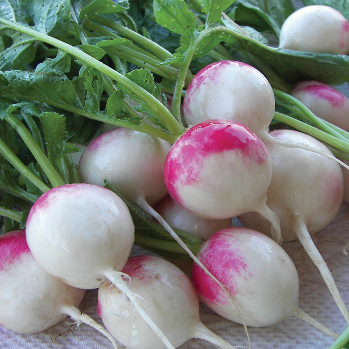 Product Image of Radish, Red Head