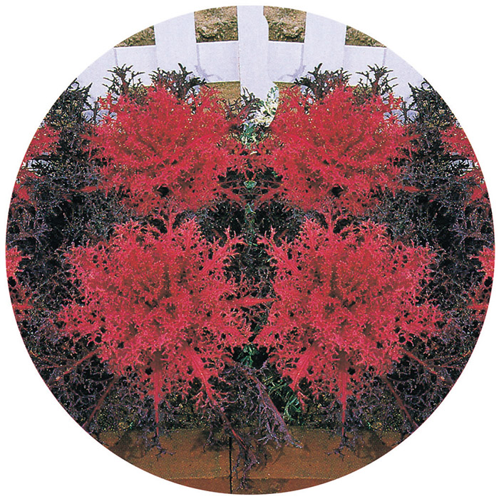 Kale, Ornamental, Red Peacock Hybrid