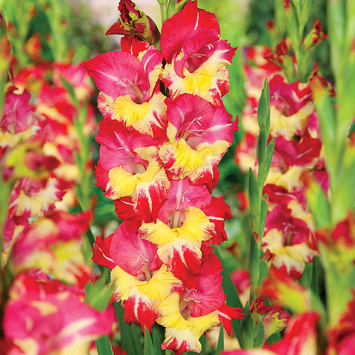 Gladiolus, Deluxe, Stereo, Pack of 5
