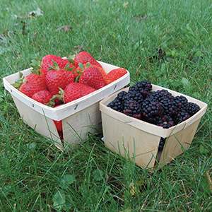 Berry Boxes