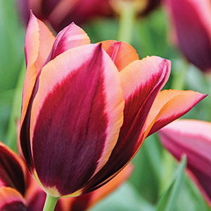 Midseason Blooming Tulips