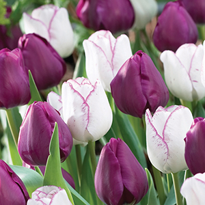 Tulip Collections & Mixes
