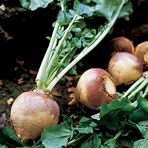Organic Turnips