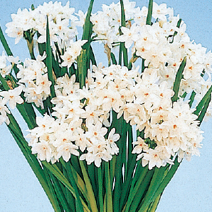 Bulbs For Indoor Forcing
