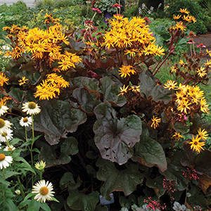 Ligularia
