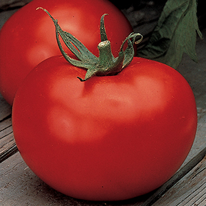 Tomato/Pepper Plant Sale