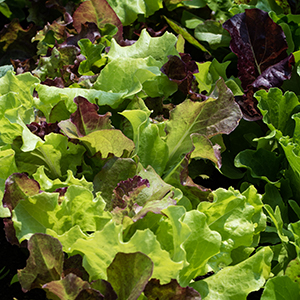 Fall Crop Vegetables