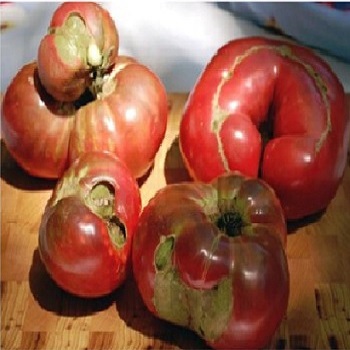 Tomato Catfacing