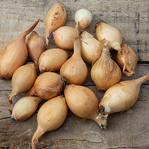 Onion Sets