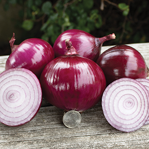 Onion Plants