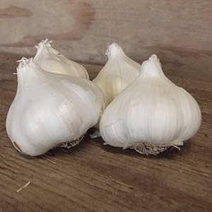 Garlic & Fall Onions